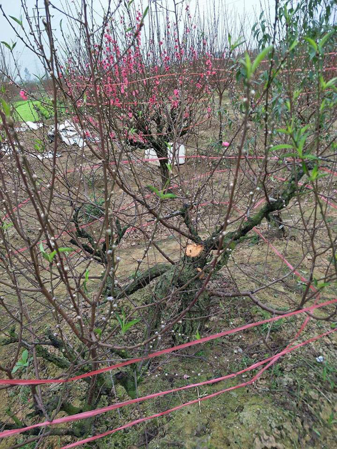 Vườn đào trị giá hàng trăm triệu bỗng nhiên bị kẻ lạ phá hoại khiến nông dân mất Tết