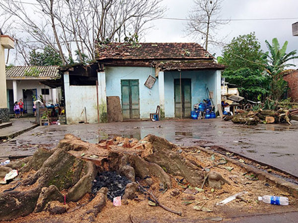 Người phụ nữ ở trong nhà bị cây cổ thụ đè tử vong