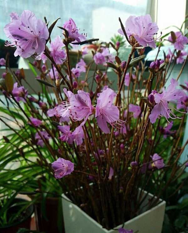 Mách chị em mẹo bẻ cành, cạo vỏ để chọn được cành đỗ quyên ngủ đông chuẩn đẹp