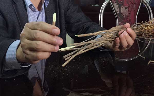 Mách chị em mẹo bẻ cành, cạo vỏ để chọn được cành đỗ quyên ngủ đông chuẩn đẹp