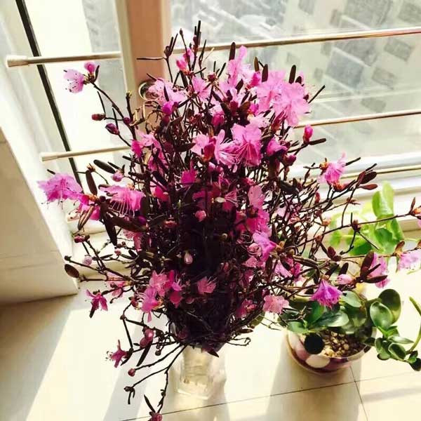 Mách chị em mẹo bẻ cành, cạo vỏ để chọn được cành đỗ quyên ngủ đông chuẩn đẹp