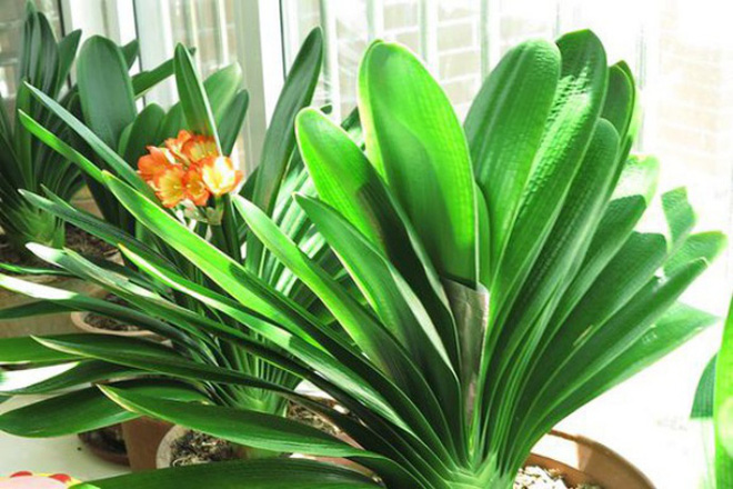 Lan quân tử - Loài hoa vừa sang trọng, yêu kiều vừa tốt cho phong thủy vào nhà bạn dịp Tết