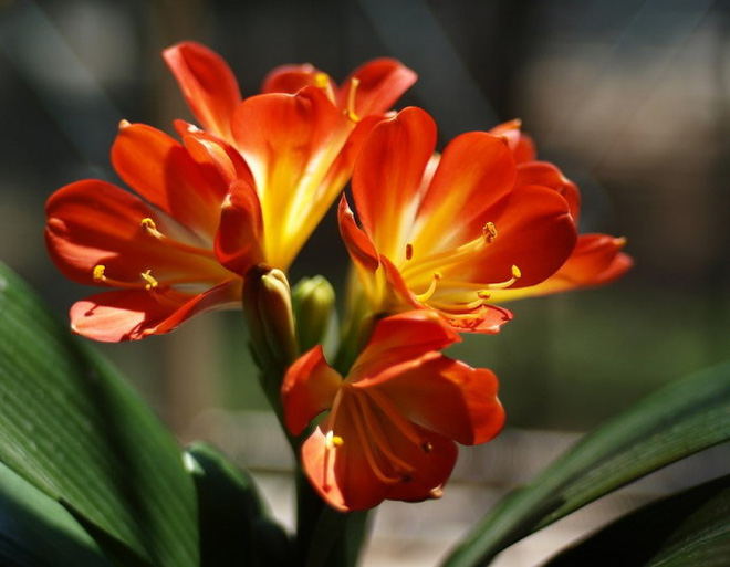 Lan quân tử - Loài hoa vừa sang trọng, yêu kiều vừa tốt cho phong thủy vào nhà bạn dịp Tết