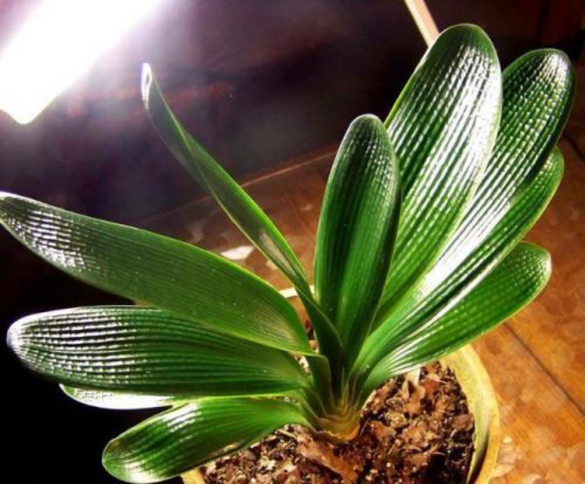 Lan quân tử - Loài hoa vừa sang trọng, yêu kiều vừa tốt cho phong thủy vào nhà bạn dịp Tết