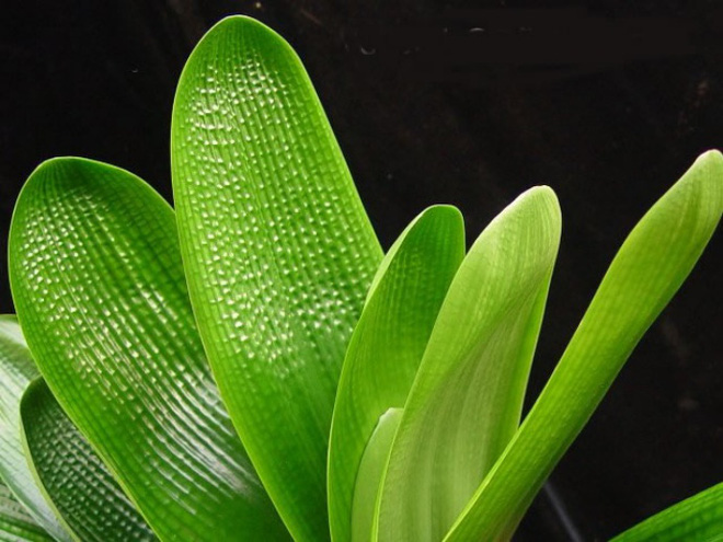 Lan quân tử - Loài hoa vừa sang trọng, yêu kiều vừa tốt cho phong thủy vào nhà bạn dịp Tết