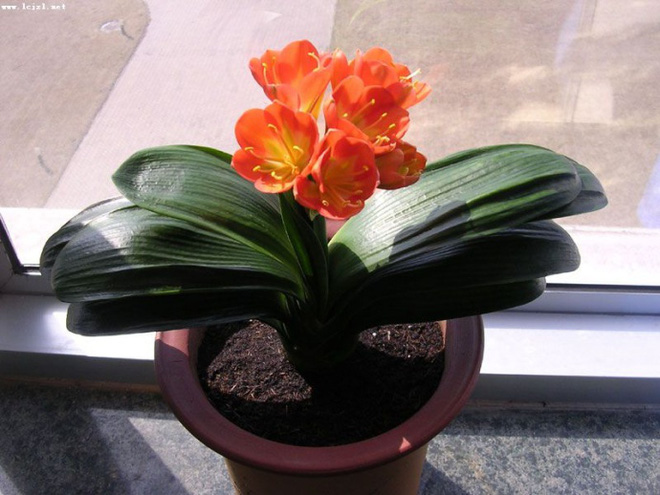 Lan quân tử - Loài hoa vừa sang trọng, yêu kiều vừa tốt cho phong thủy vào nhà bạn dịp Tết