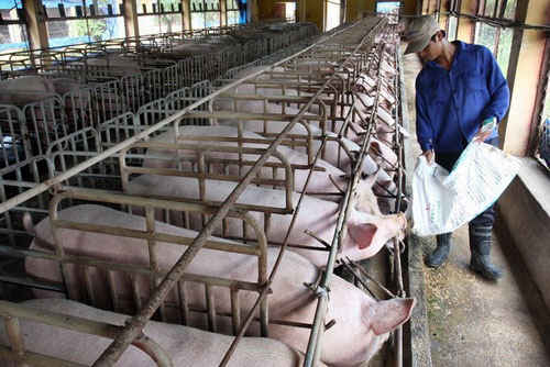 Giá heo hơi hôm nay: Giảm sâu hơn 1 năm, đại gia cũng nếm vị đắng