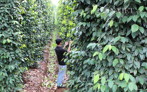 Bộ NNPTNT cảnh báo giảm diện tích để tránh vỡ trận ngành tiêu