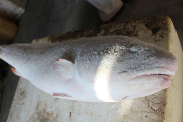 Câu được cặp cá sủ vàng trị giá bạc tỉ