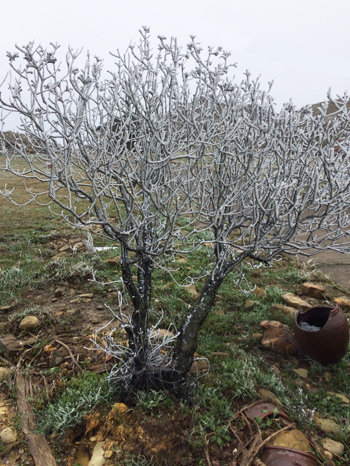 Mẫu Sơn xuống âm 1 độ C, băng phủ trắng xóa