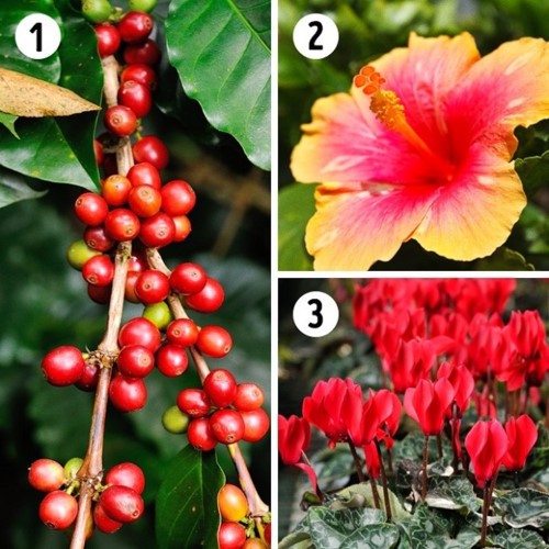 Bí quyết chọn cây trồng theo phòng