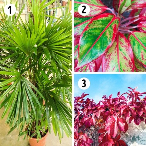 Bí quyết chọn cây trồng theo phòng