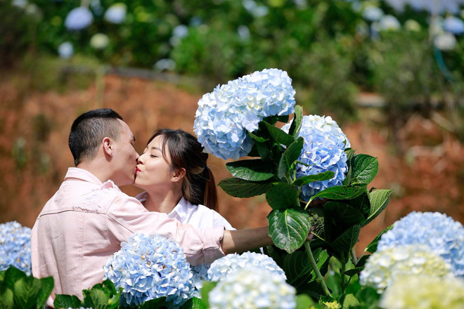 MC Hoàng Linh hạnh phúc như cô gái lần đầu biết yêu trong bộ ảnh cưới tại vườn cẩm tú cầu Đà Lạt MC Hoàng Linh hạnh phúc như cô gái lần đầu biết yêu trong bộ ảnh cưới tại vườn cẩm tú cầu Đà Lạt