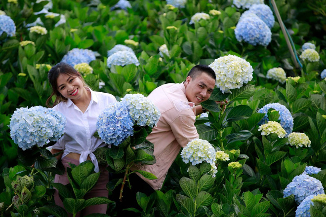 MC Hoàng Linh hạnh phúc như cô gái lần đầu biết yêu trong bộ ảnh cưới tại vườn cẩm tú cầu Đà Lạt MC Hoàng Linh hạnh phúc như cô gái lần đầu biết yêu trong bộ ảnh cưới tại vườn cẩm tú cầu Đà Lạt