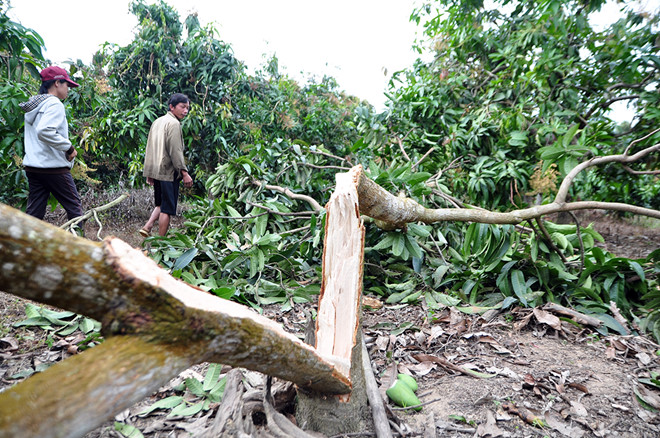 Người dân lo mất Tết vì voi rừng tàn phá rẫy trái cây