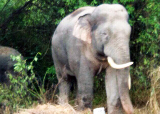 Người dân lo mất Tết vì voi rừng tàn phá rẫy trái cây