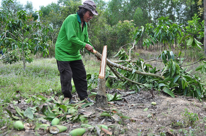 Người dân lo mất Tết vì voi rừng tàn phá rẫy trái cây