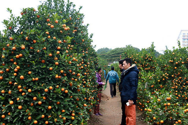 Ảnh: Trời rét buốt, nhiều người vẫn vội kéo nhau đi chọn quất cảnh