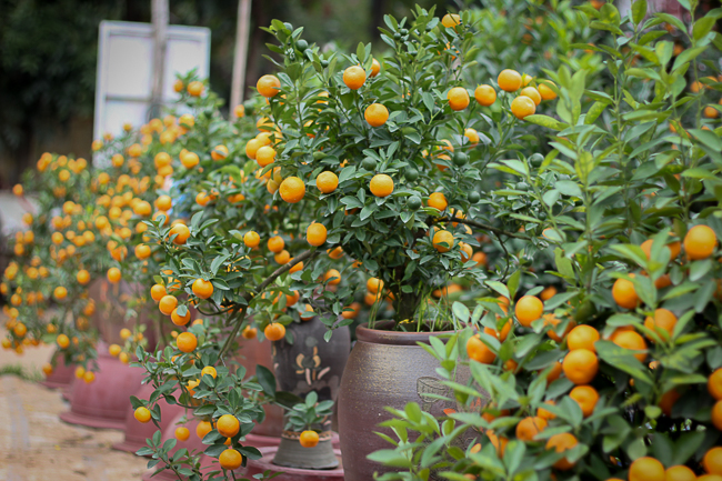 Ảnh: Trời rét buốt, nhiều người vẫn vội kéo nhau đi chọn quất cảnh