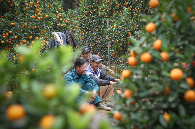 Ảnh: Trời rét buốt, nhiều người vẫn vội kéo nhau đi chọn quất cảnh