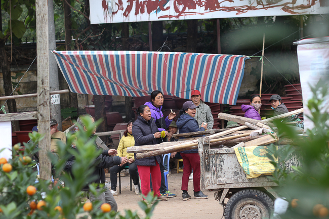 Ảnh: Trời rét buốt, nhiều người vẫn vội kéo nhau đi chọn quất cảnh