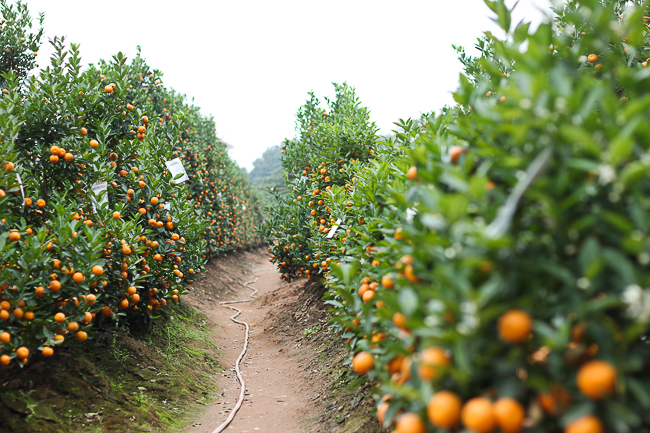 Ảnh: Trời rét buốt, nhiều người vẫn vội kéo nhau đi chọn quất cảnh