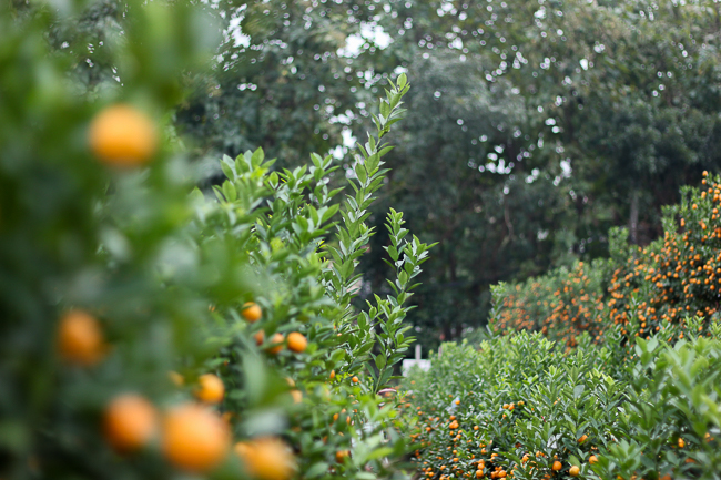 Ảnh: Trời rét buốt, nhiều người vẫn vội kéo nhau đi chọn quất cảnh