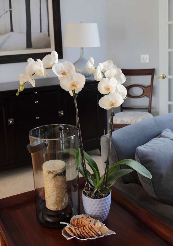 Năm mới hãy trồng 7 cây này để nhà lúc nào cũng đầy may mắn, tài lộc