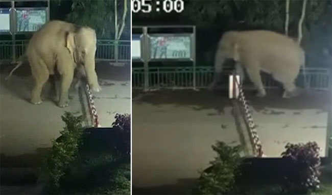 Con voi vượt biên đi tìm thức ăn rồi quay về