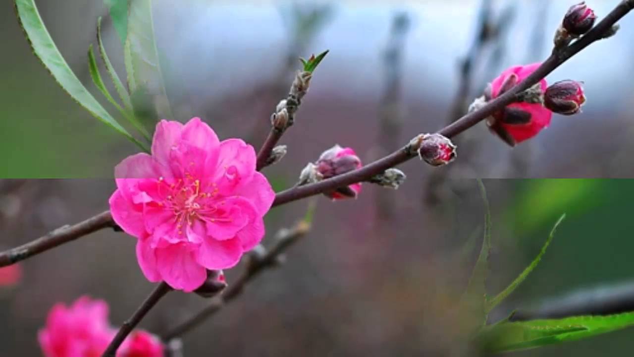 Thứ Tư của bạn (31/1): Song Tử được mọi người nhờ vả Thứ Tư của bạn (31/1): Song Tử được mọi người nhờ vả