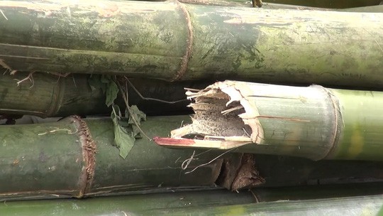 Chở tre nhọn ngoài đường, gây chết oan 1 người