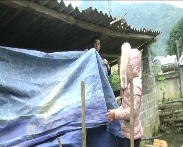 Rét còn -1,6 độ, nông dân Tây Bắc vật vã bảo vệ đầu cơ nghiệp