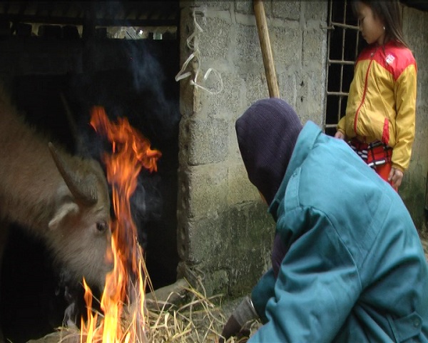 Rét còn -1,6 độ, nông dân Tây Bắc vật vã bảo vệ đầu cơ nghiệp