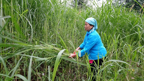 Rét còn -1,6 độ, nông dân Tây Bắc vật vã bảo vệ đầu cơ nghiệp
