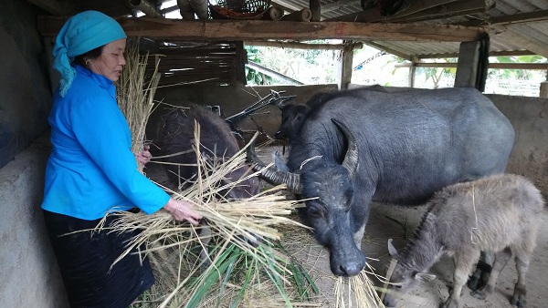 Rét còn -1,6 độ, nông dân Tây Bắc vật vã bảo vệ đầu cơ nghiệp