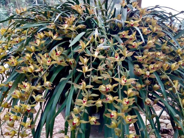 Chi 100 triệu thuê chậu lan xanh ngọc huyền thoại chơi Tết