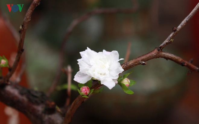 Chiêm ngưỡng vườn Nhất chi mai giữa Thủ đô Hà Nội