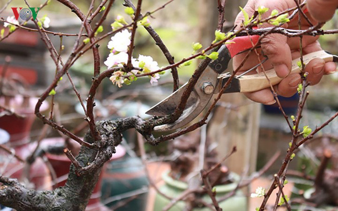 Chiêm ngưỡng vườn Nhất chi mai giữa Thủ đô Hà Nội