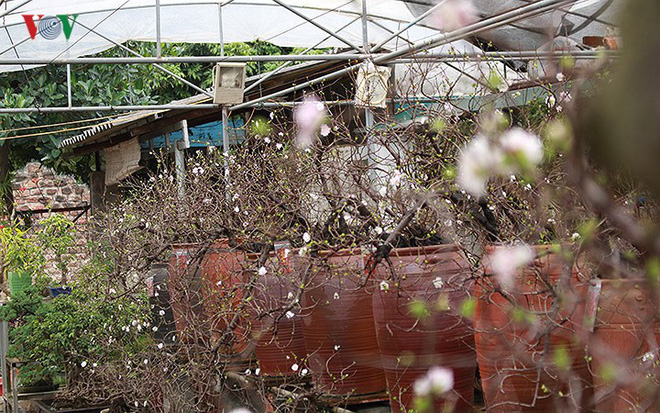 Chiêm ngưỡng vườn Nhất chi mai giữa Thủ đô Hà Nội