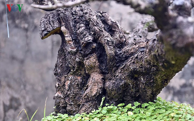 Chiêm ngưỡng vườn Nhất chi mai giữa Thủ đô Hà Nội