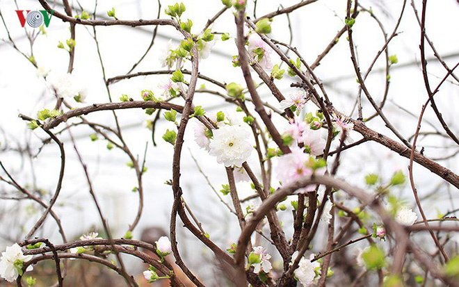 Chiêm ngưỡng vườn Nhất chi mai giữa Thủ đô Hà Nội