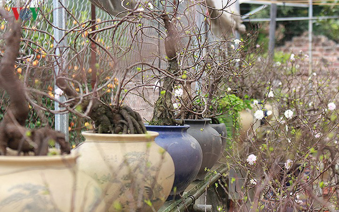 Chiêm ngưỡng vườn Nhất chi mai giữa Thủ đô Hà Nội