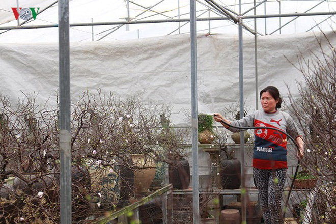 Chiêm ngưỡng vườn Nhất chi mai giữa Thủ đô Hà Nội