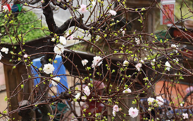 Chiêm ngưỡng vườn Nhất chi mai giữa Thủ đô Hà Nội