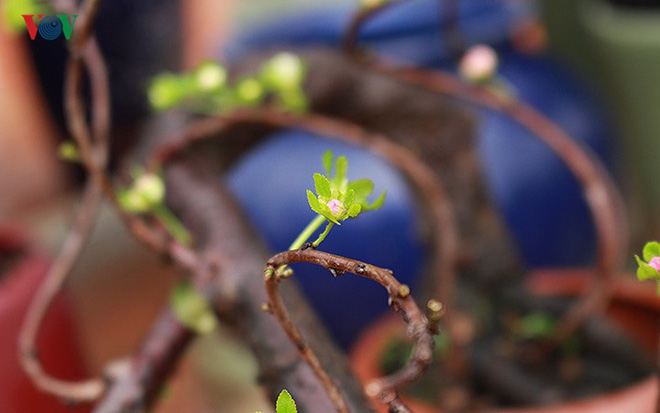 Chiêm ngưỡng vườn Nhất chi mai giữa Thủ đô Hà Nội