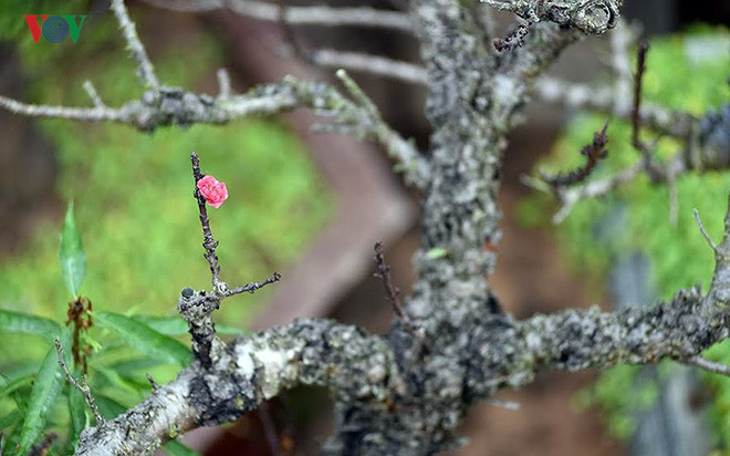 Chiêm ngưỡng vườn Nhất chi mai giữa Thủ đô Hà Nội