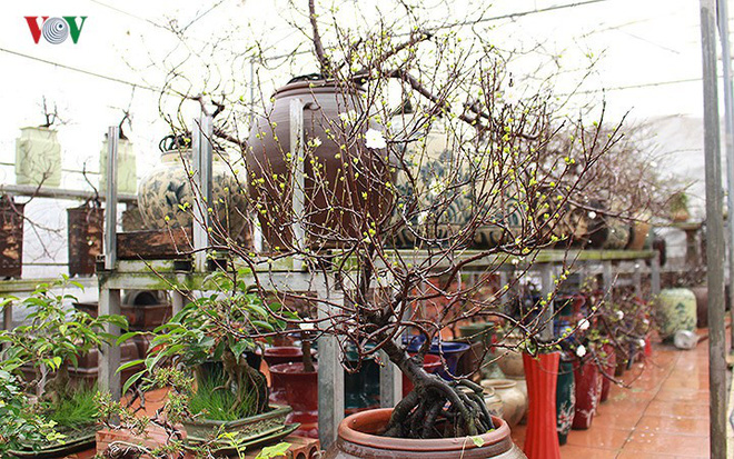 Chiêm ngưỡng vườn Nhất chi mai giữa Thủ đô Hà Nội