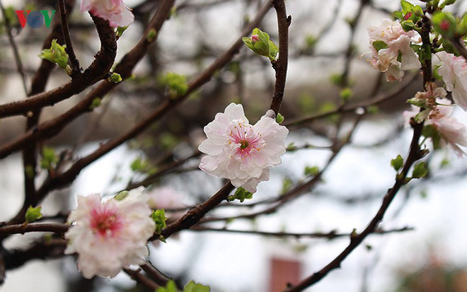 Chiêm ngưỡng vườn Nhất chi mai giữa Thủ đô Hà Nội