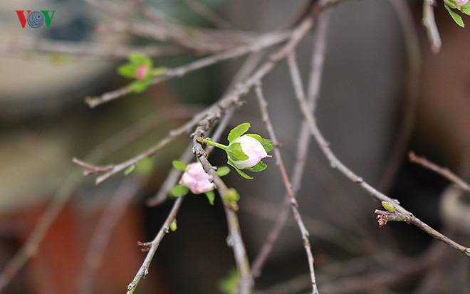 Chiêm ngưỡng vườn Nhất chi mai giữa Thủ đô Hà Nội