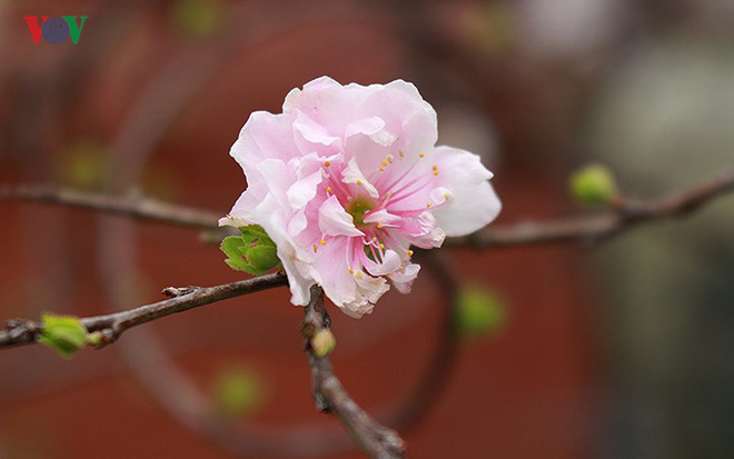 Chiêm ngưỡng vườn Nhất chi mai giữa Thủ đô Hà Nội